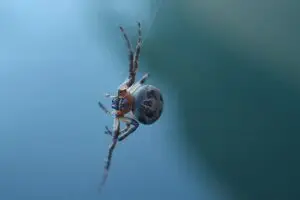 bridge spider