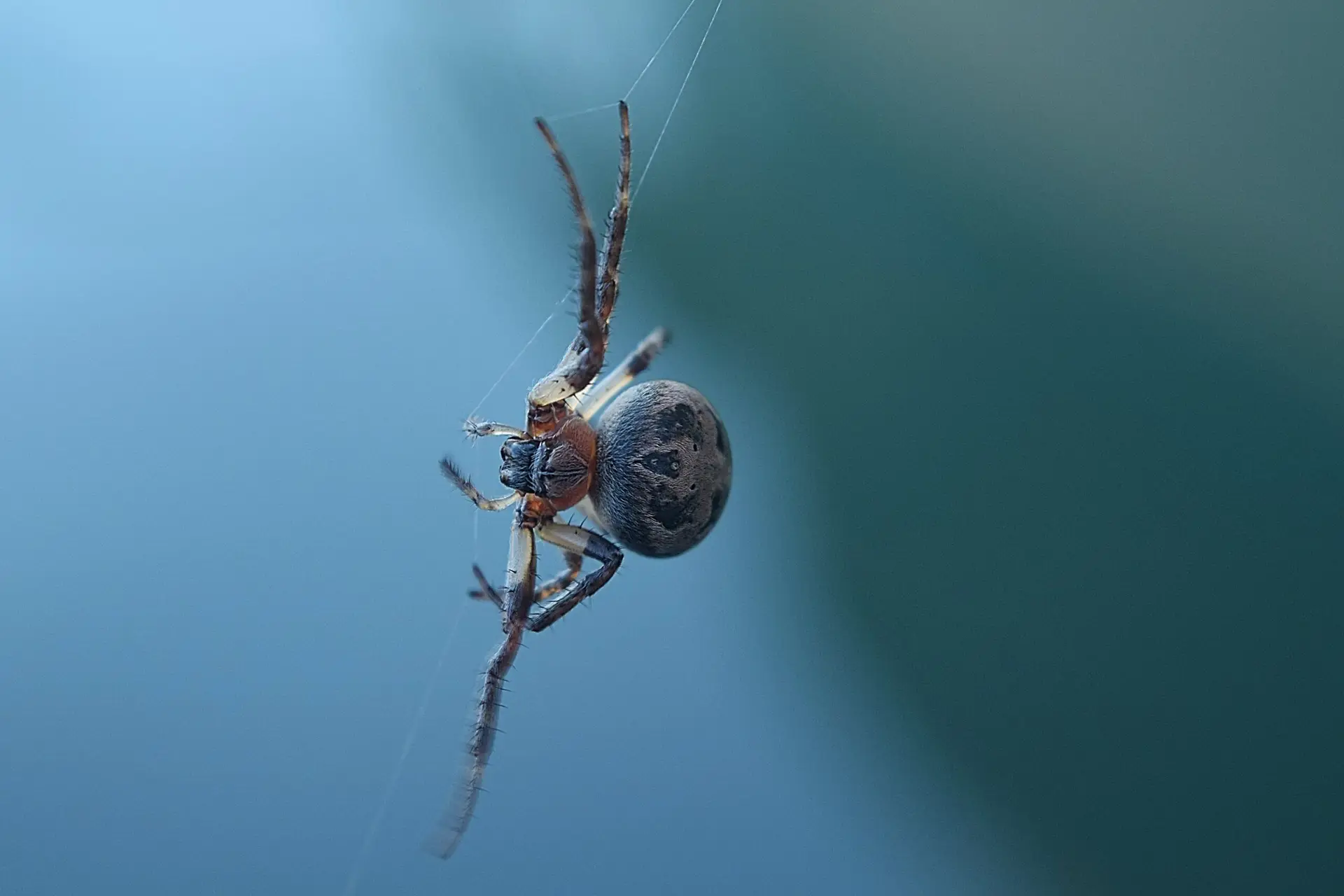 How Spiders Came into Being; an Ancient Myth Retold