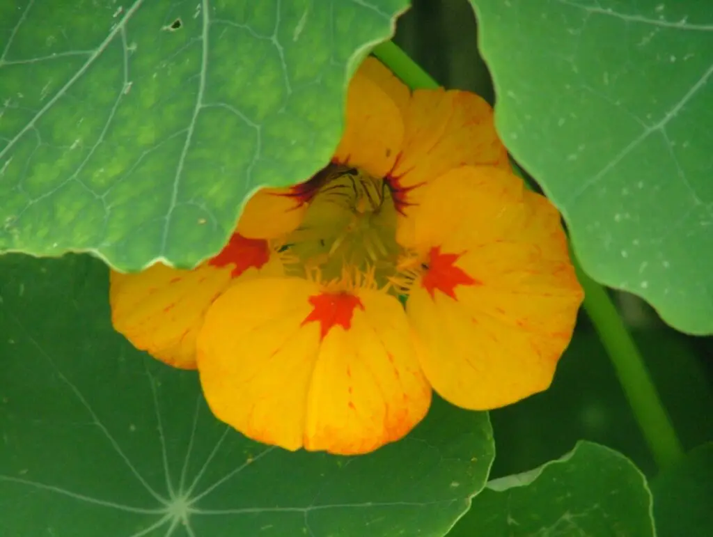 Tropaeolum majus flower