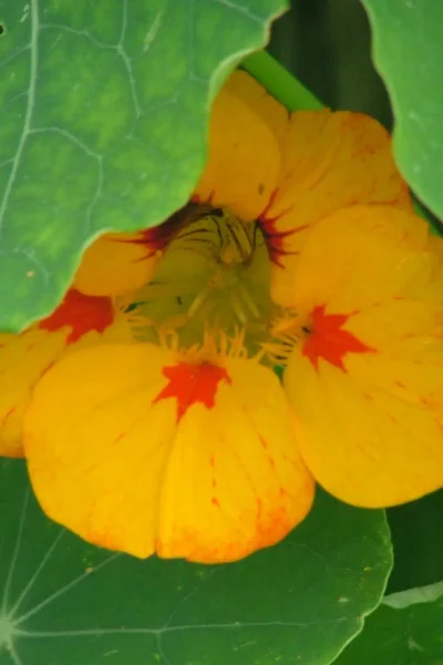 Tropaeolum majus flower