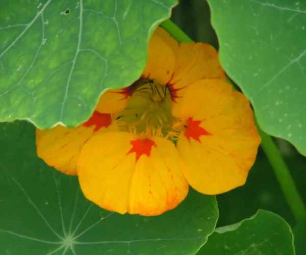 Tropaeolum majus flower