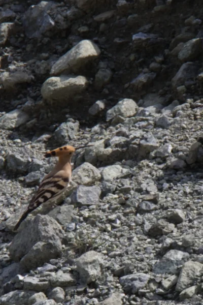 How the Hoopoe and Others Came into Being.
