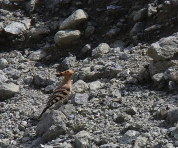 How the Hoopoe and Others Came into Being.