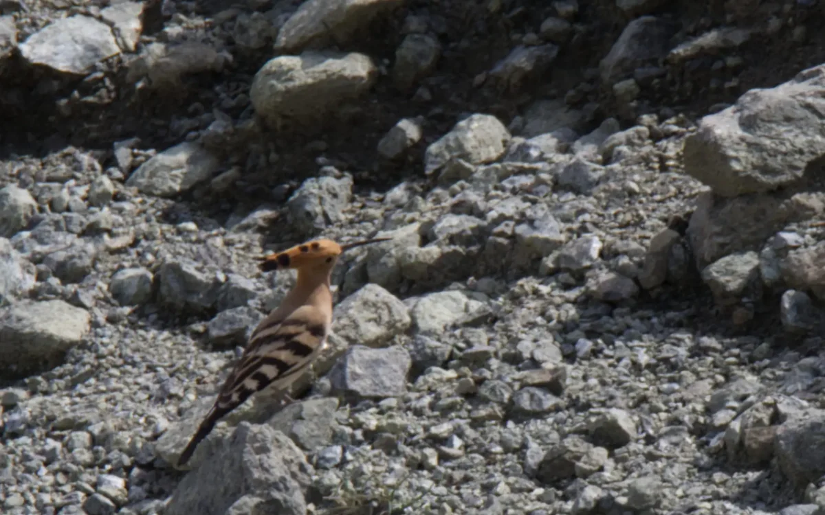 How the Hoopoe and Others Came into Being.