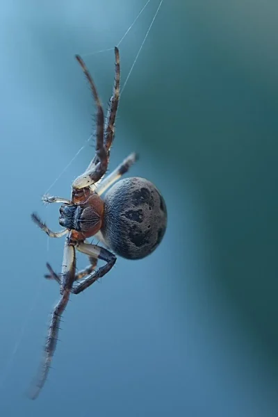How Spiders Came into Being; an Ancient Myth Retold